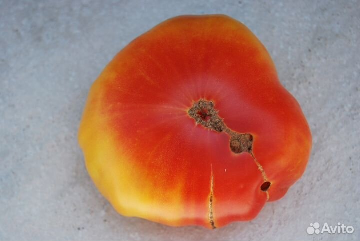 Семена редких сортов томатов