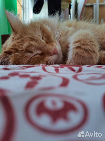 Рыжая кошка девочка