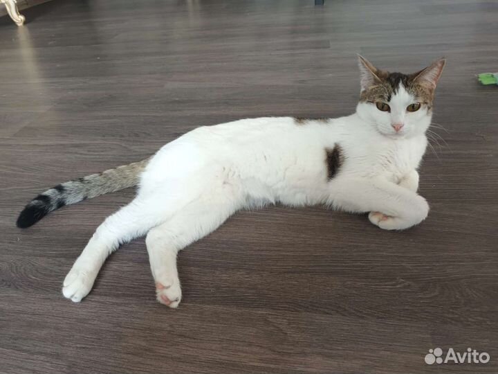 Кошки 3 девочки в добрые руки