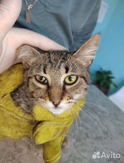 Котик Ушко и его судьба