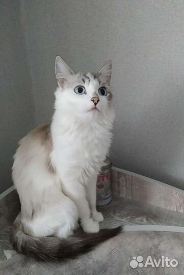 Кошечка и котик
