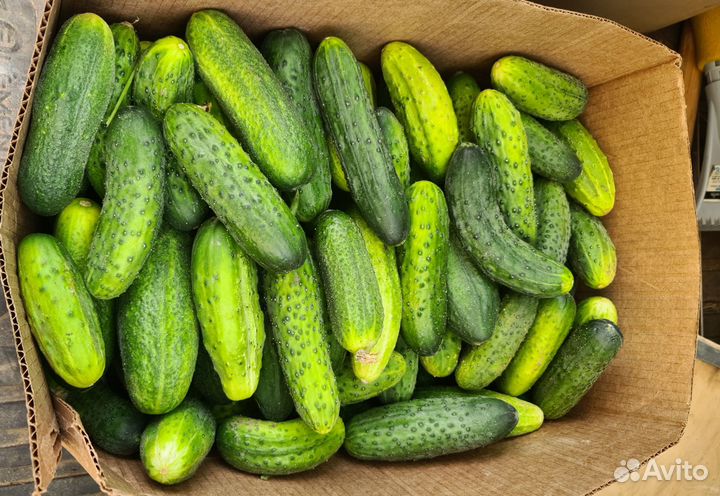 Продам огурцы