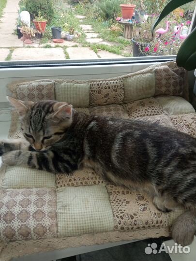 Кошечка в очень добрые руки