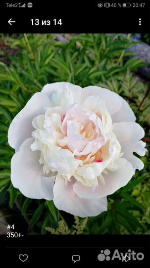 Пионы корни