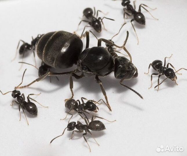 Муравьи Lasius niger