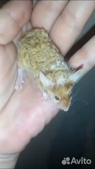 Декоративные мышки