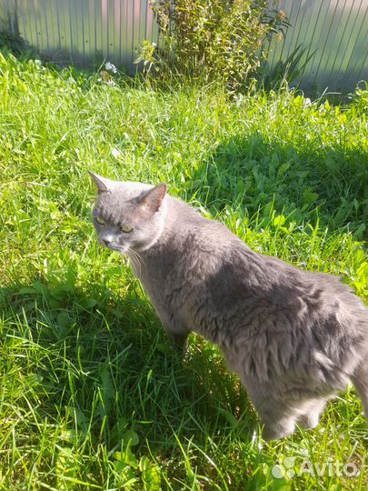 Возьмите котика
