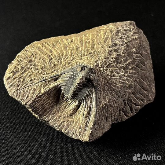 Трилобит окаменелость ископаемое палеонтология