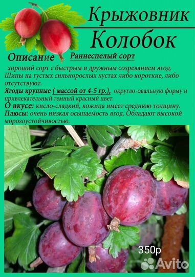 Крыжовник, актинидии
