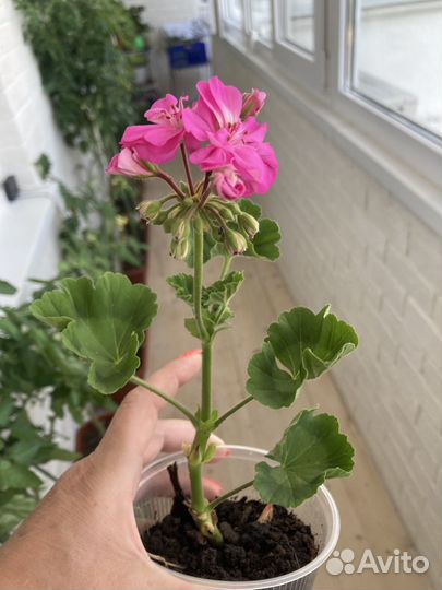 Черенок герани