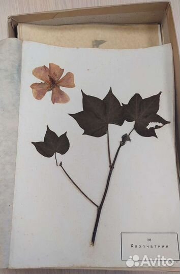 Гербарий СССР