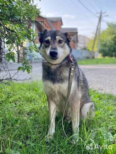 Собаке нужен дом