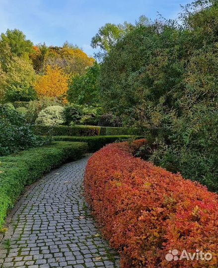 Спирея березолистная Тор Голд