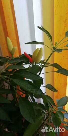 Домашний острый перчик. Обмен