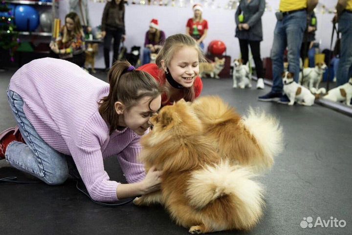 Дрессировка собак. Кинолог
