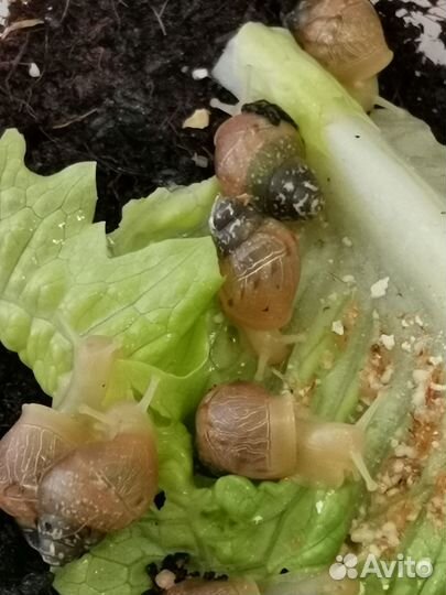 Улитки ахатины бесплатно