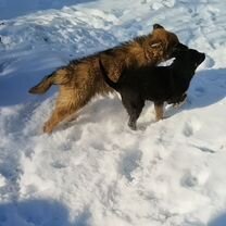 Немецкая овчарка, щенок