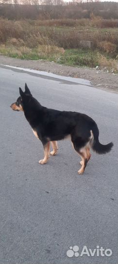 Динга В добрые руки