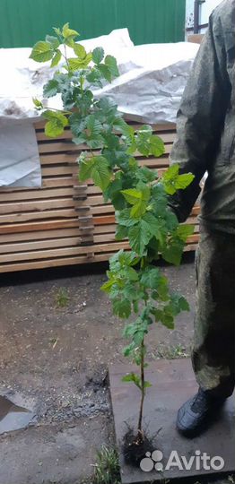 Саженцы малины