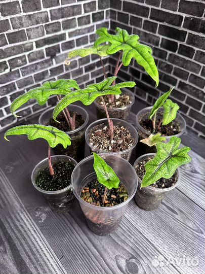 Алоказия Жаклин