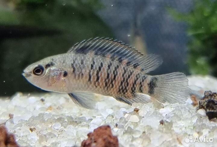 Бадис бадис