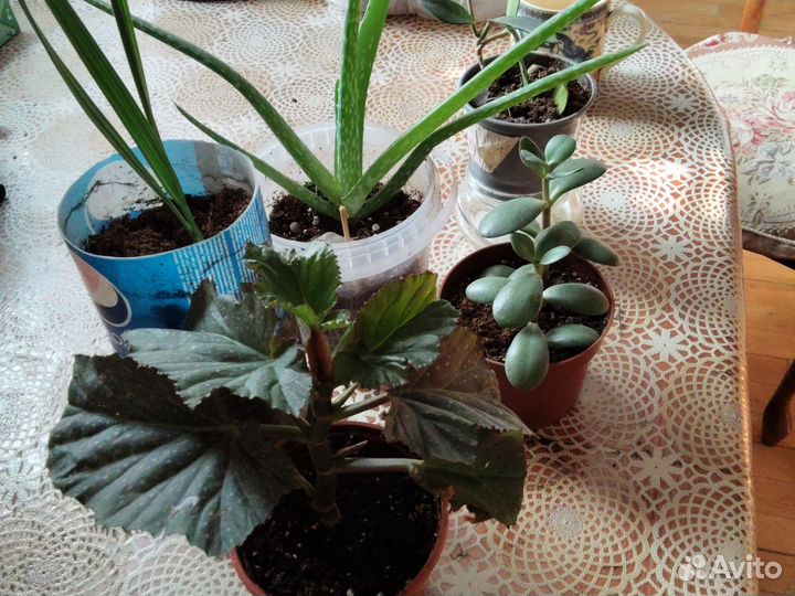 Набор растений