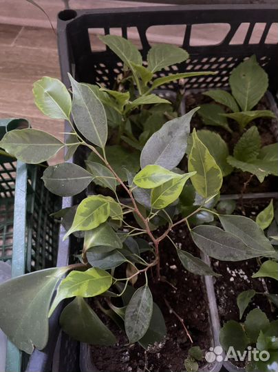 Цветы для дома, офиса, в подарок