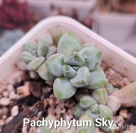 Суккуленты (3)