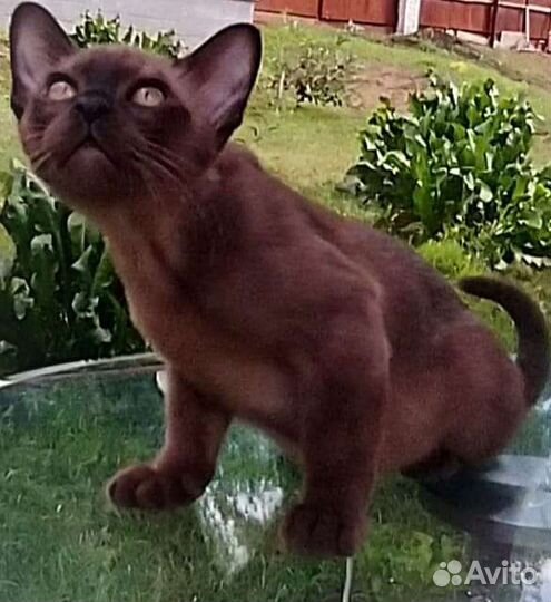 Бурманские котята