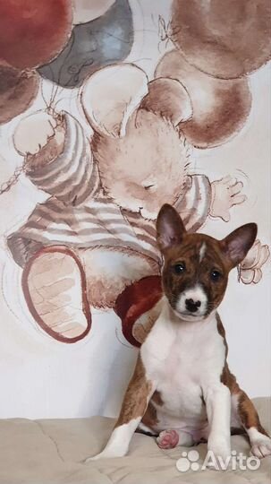 Щенки басенджи