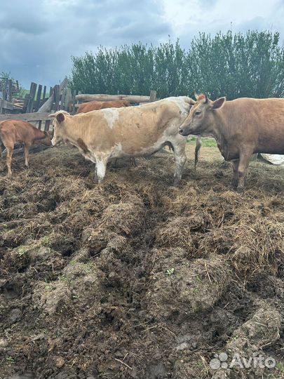 Коровы дойные молочные