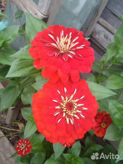 Мелкий картофель