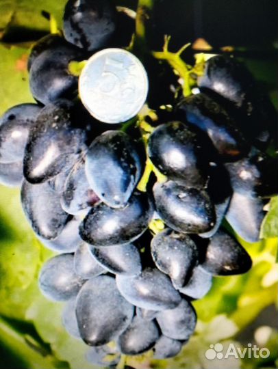 Саженцы винограда
