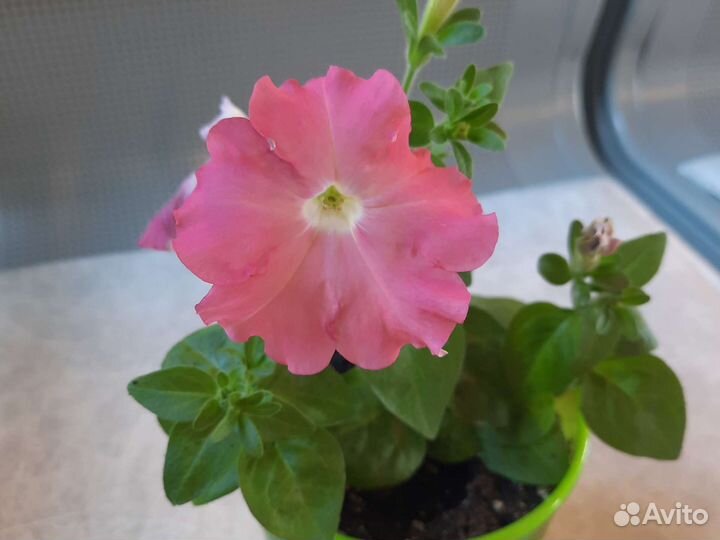 Петуния ампельная рассада