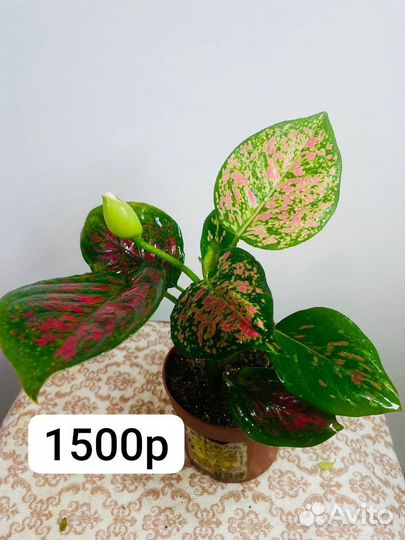 Комнатные цветы