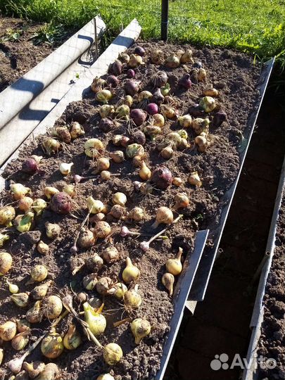 Овощи со своего огорода