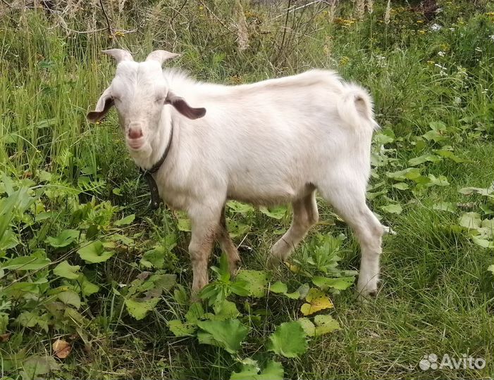 Козел