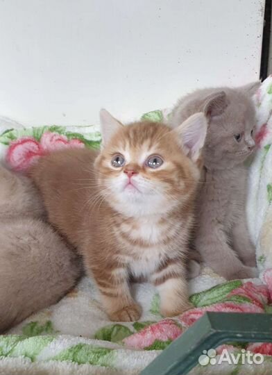 Британские котята. Циннамон, лиловые