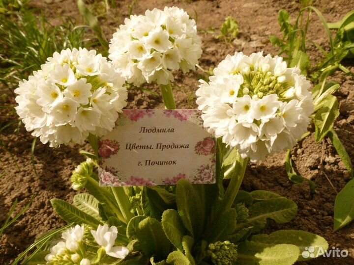 Примулы. Армерии. Многолетние цветы