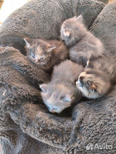 Котята отдам в добрые руки бесплатно