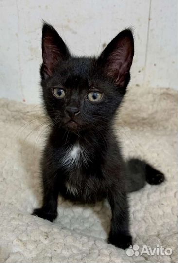 Кошка в дар бесплатно