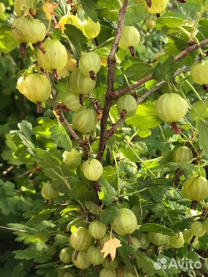 Крыжовник без шипов