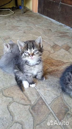 Кошечки в дар