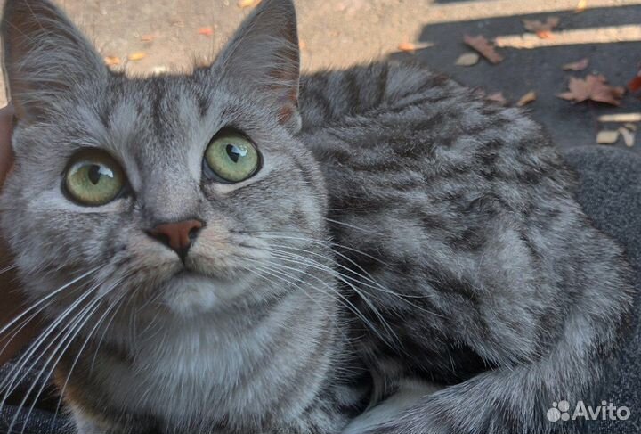 Кошка