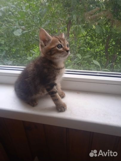 Чудесные котята в добрые руки