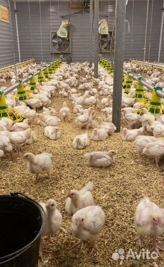 Куры бройлеры
