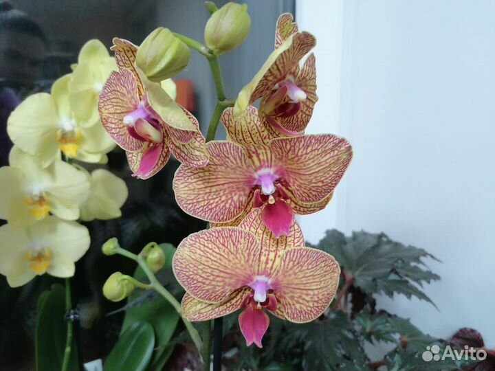 Орхидея