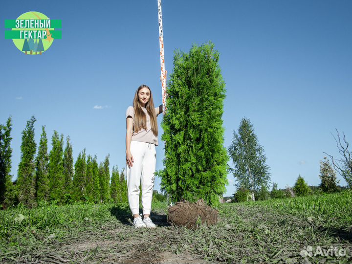 Туи колумна 1,8 м свежая копка 2023