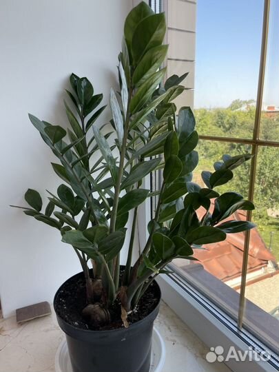 Замиокулькас