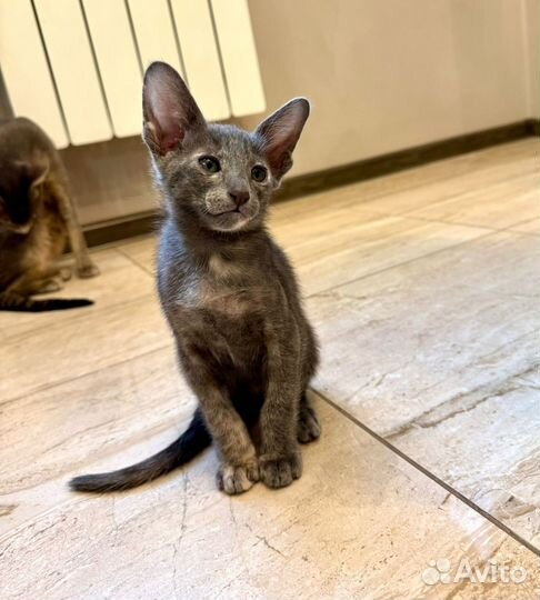 Ориентальные котята